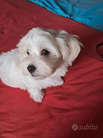 maltesi 