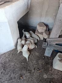 Cuccioli di pastore maremmano