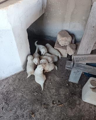 Cuccioli di pastore maremmano