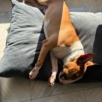 Bull terrier standard