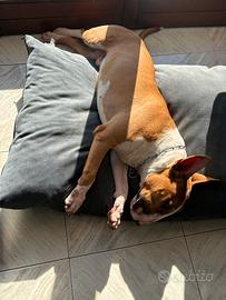 Bull terrier standard