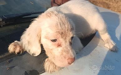 Cuccioli di Setter inglese