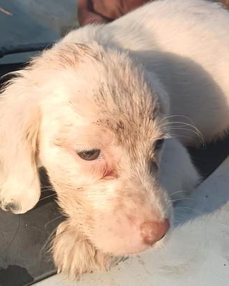 Cuccioli di Setter inglese