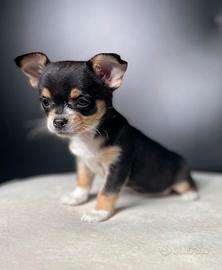 CHIHUAHUA TOY NERI FOCATI cuccioli