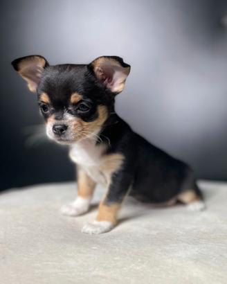 CHIHUAHUA TOY NERI FOCATI cuccioli