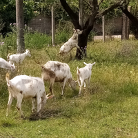 Becco, capre, capretti Sanen