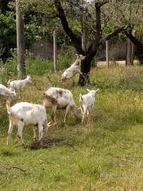 Becco, capre, capretti Sanen