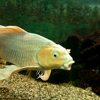 Carpa koi butterfly