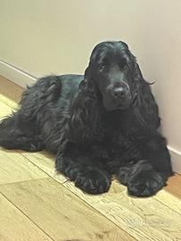 Cocker spaniel inglese nero per monta con pedigree