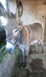 Asino asinello