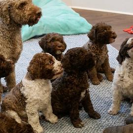 Lagotto Romagnolo