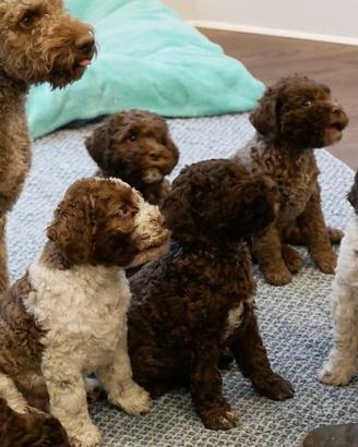 Lagotto Romagnolo