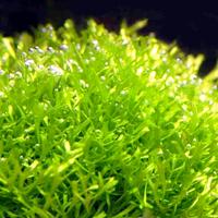 Riccia fluitans - pianta acquario