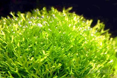 Riccia fluitans - pianta acquario