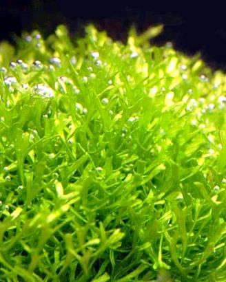 Riccia fluitans - pianta acquario