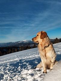 Golden retriever disponibile per monta