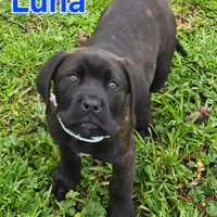 Cuccioli di cane Corso