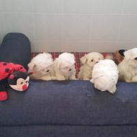 Cuccioli di maltese