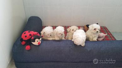 Cuccioli di maltese