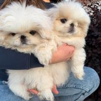 Cuccioli di Pechinese