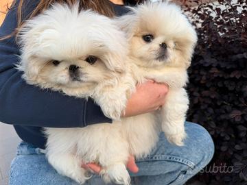 Cuccioli di Pechinese