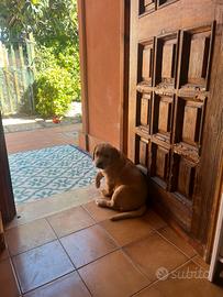 Cuccioli di Labrador