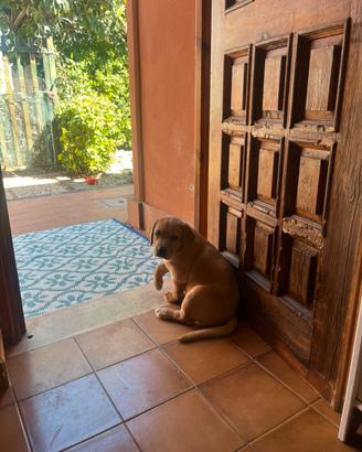 Cuccioli di Labrador