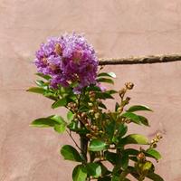 Lagestroemia violacea