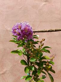 Lagestroemia violacea