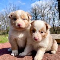 Cuccioli Australian Shepherd
