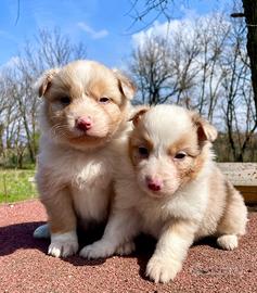 Cuccioli Australian Shepherd