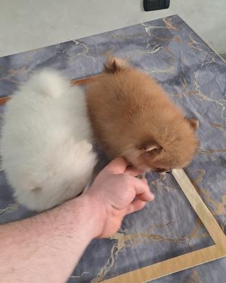 Spitz pomerania toy