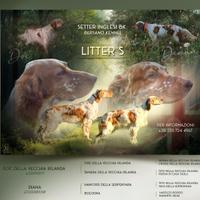 Setter inglese cuccioli