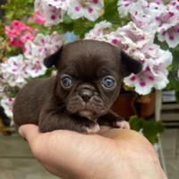 Cuccioli di chihuahua toy