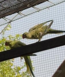 Parrocchetti dal collare