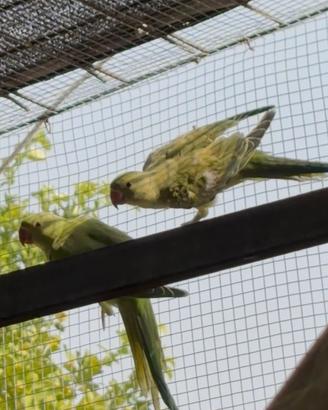 Parrocchetti dal collare
