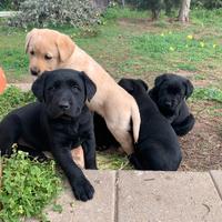 Labrador cuccioli