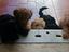 Immagine 3
