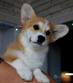 Cuccioli di corgi