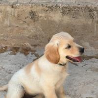 Cucciola di Golden Retriever