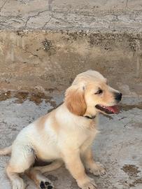 Cucciola di Golden Retriever