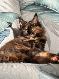 Cucciola di Maine coon