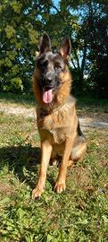 pastore tedesco