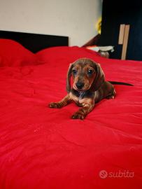 Bassotti cuccioli kaninchen