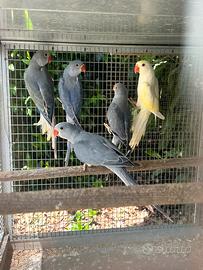 Parrochetti dal collare