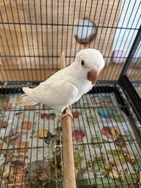 Parrocchetto monaco albino