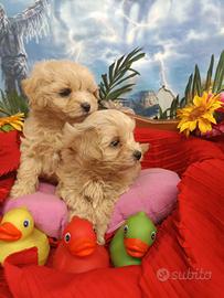 Babu e Bibo Cuccioli Maltipoo Albicocca