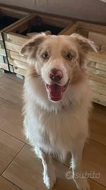 Cuccioli Border Collie con pedigree -