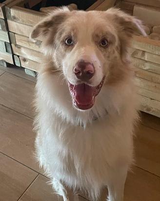 Cuccioli Border Collie con pedigree -
