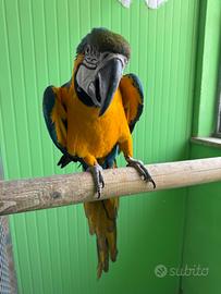 Pappagallo Arararauna